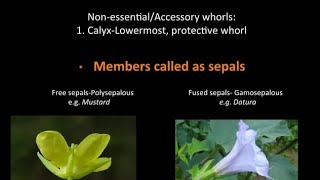 Polysepalous and Gamosepalous Flowers  Calyx  Sepals  NEET 11th CBSE BIOLOGY [upl. by Adnawt559]