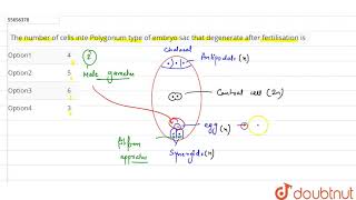 The number of cells in the Polygonum type of embryo sac which degenerate after fertilization [upl. by Topliffe]