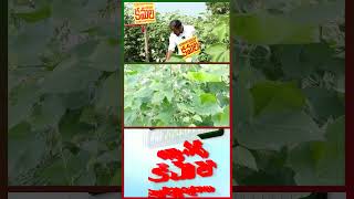 Kamala Cotton Seeds Review By Kiran Reddy Agri Traders 2024 [upl. by Salmon]