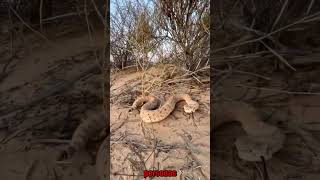 Huellas de serpiente de cascabel Crotalus cerastes [upl. by Nived]