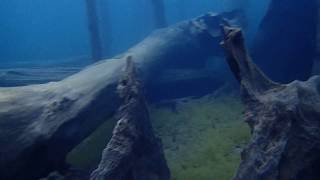 Buceo autónomo Lago Pellaifa Coñaripe Chile [upl. by Judah]