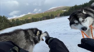 Snow Dog Bites Me While Trying To Sledge Naughty Niko Strikes Again [upl. by Ottilie]