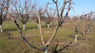 Taieri la mar matur  Pruned mature apple tree [upl. by Matazzoni287]