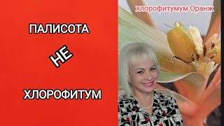 🥳💖🎉 Хлорофитум НЕ хлорофитум хлорофитум палисота рекомендации растения plants [upl. by Other]