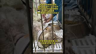 Unfortunately The Stray Dog ​​With Kidney Failure Went To The Dog Planet [upl. by Jc908]