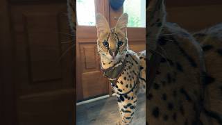 Serval Sounds Asking to Go for a Walk cat servals africancat serval shorts [upl. by Husha]