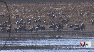 Wheeler Wildlife Refuge Hosts Annual Festival of the Cranes [upl. by Kitrak786]