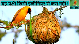 Weaver Bird Nest  How to make a Bird Home  Tailor Bird Building Nest in Hindi  Hindi Documentary [upl. by Jazmin164]