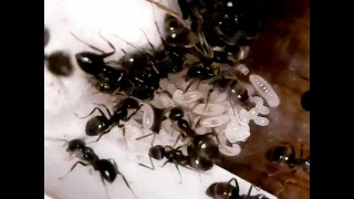 Lasius Niger Ants 060717 [upl. by Sankey]