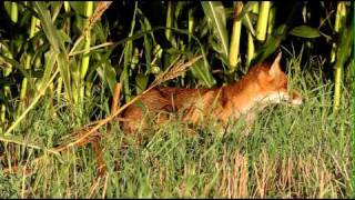 Niedersachsens schlaue Füchse Fuchs auf Streifzug [upl. by Manouch]