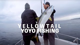 3 Days of Yellowtail CATCHING  YOYO FISHING [upl. by Seale]