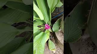 Curcuma plant [upl. by Connett]