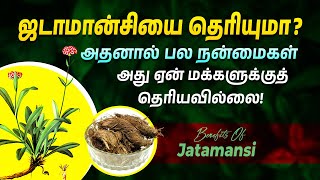 ஜடாமான்சியின் நன்மைகள் மற்றும் பயன்கள்  Health Benefits of Jatamansi  Punarjan Ayurveda Tamil [upl. by Kalli]