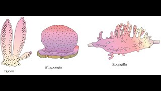 Phylum Porifera Phylum Coelenterata [upl. by Esbenshade]