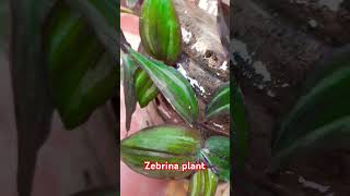 Zebrina plant 🪴 garden gardening youtubeshorts viralvideo [upl. by Llen834]