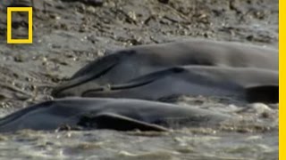 Dolphins Hunt on Sandy Shore  National Geographic [upl. by Angelico]