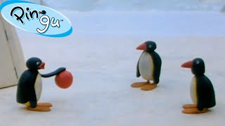 Pingus Family and Friends 🐧  Pingu  Official Channel  Cartoons For Kids [upl. by Valina]