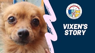 Vixens Story Christmas Appeal 2023 [upl. by Gerrald182]