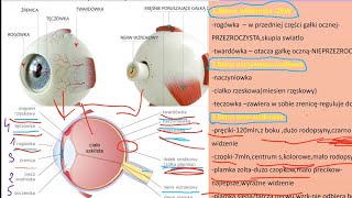 budowa oka i przewodzenie impulsu świetlnegoczopkipręcikirodopsyna [upl. by Barbarese582]