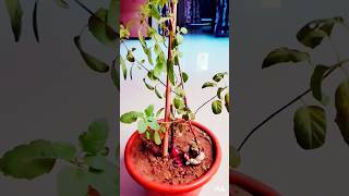 tulsi maiya Suno merishortsshortvideoyoutube youtubevideovideo [upl. by Arabella171]