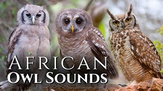 The Best Sounds of African Owls🦉 10 types of African Owls and Their Sounds🎶 [upl. by Gunilla956]