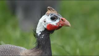 Guinea fowls  Complete documentary [upl. by Lrac]