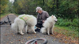 Trainingsstart Schlittenhundesaison 20232024 [upl. by Lienaj]