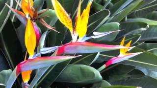 Strelitzia reginae  Bird of Paradise [upl. by Moyna]