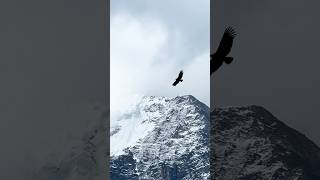 Andean Condor Soars High above Lake Humantay Peru [upl. by Victory]