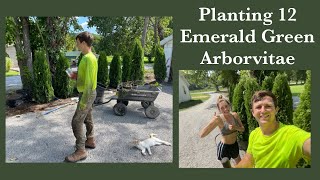 Planting 12 Emerald Green Arborvitae trees  Nashville TN [upl. by Suckow]