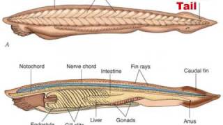 Chordate Evolution 12 [upl. by Atelahs]