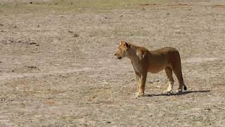 Lion is chasing a Giraffe but then something unexpected happened [upl. by Holton]