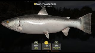 Русская Рыбалка 4 Russian Fishing 4  Kuori Lake Lake Trout Trophy 02062024 [upl. by Hanleigh]