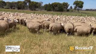 Brolga Partnership Ac PM amp RM Dooley Prime Line Sheep Dispersal Sale [upl. by Thirza]