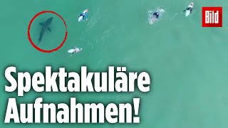 Weißer Hai belauert Surfer vor der Küste Südafrikas [upl. by Omor]