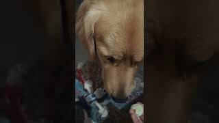 Odinparents Hath se hi khana khaunga kidstvsongs GoldenRetrieverLandRover Lovelypuppy1 [upl. by Leinadnhoj]