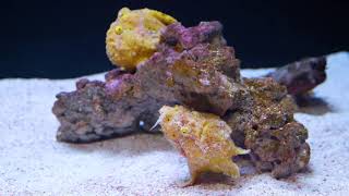 A Fish that Fishes Frogfish Feeding [upl. by Akirdnuhs639]