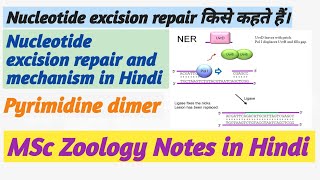 NERNucleotide excision repair notes in Hindibiology notesMsc previous zoology notes in hindi [upl. by Nairred]