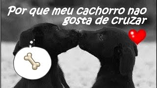 Meu cachorro NAO GOSTA de CRUZAR  a CADELA nao gosta do MACHO petcarol torodepalpite [upl. by Tower]