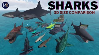 Sharks Size Comparison 3D [upl. by Rosenstein]