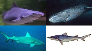 Which Sharks Live In Freshwater [upl. by Ahsemad]