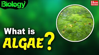 What Is Algae  Types of Algae  Biology  Home Revise [upl. by Travers435]