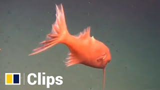 Strange sea creatures spotted in Kermadec Trench one of the deepest places on Earth [upl. by Oppen856]