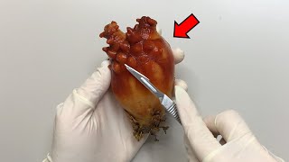 An Animal That Digests Its Brain   Sea Squirt Dissection [upl. by Emelin]