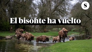 ¿Hay bisontes en España [upl. by Guidotti930]