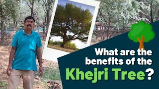 What are the benefits of the Khejri tree Prosopis cineraria [upl. by Eannej]