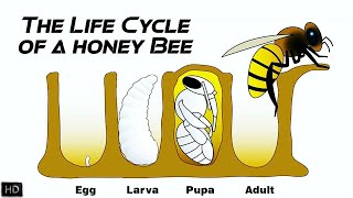 The Life Cycle of a Honey Bee  The First 21 Days of Honey Bees Life [upl. by Annahs]