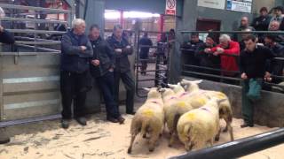 Sheep Auction in Ireland [upl. by Edwyna473]