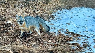 Utah gray fox caught in duke 550 [upl. by Hung824]