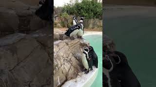 POOPING PENGUIN Penguin does a poo💩and shakes it out Penguin colony Drusillas zoo Park E Sussex [upl. by Triny21]